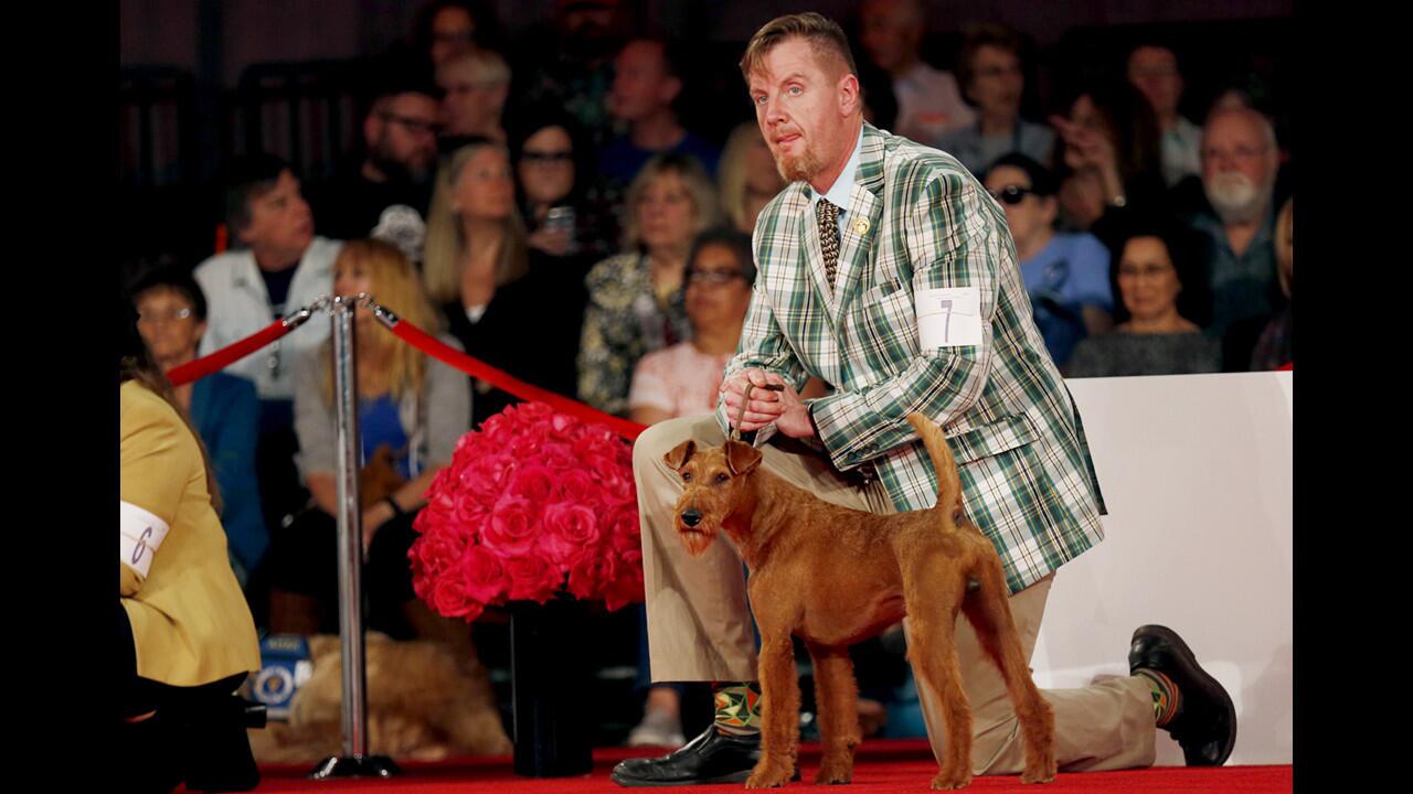 The Beverly Hills Dog Show