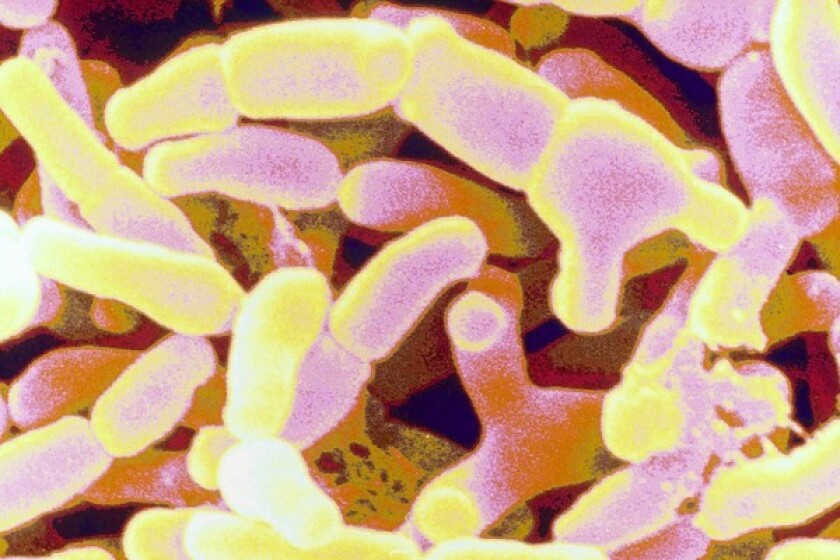 Bifidobacterium breve is a helpful bacteria. The gut’s microbiome consists of trillions of bacteria.