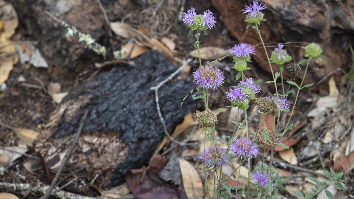 Coyote mint blooms among charred trees in the Pepperwood Preserve about a year after the Tubbs fire.