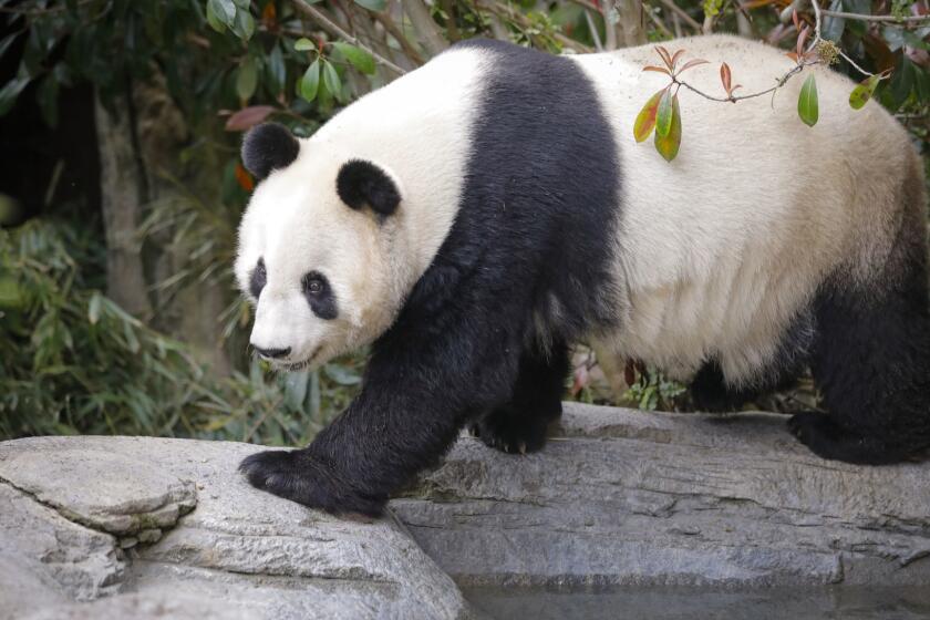 SAN DIEGO, CA 3/21/2019: EMBARGOED UNTIL NOON MARCH 25. Bai Yun, one of two giant panda bears at the San Diego Zoo. She and Xiao Liwu, the other giant panda bear at the zoo will be heading back to China before the end of April. Photo by Howard Lipin/San Diego Union-Tribune/Mandatory Credit: HOWARD LIPIN SAN DIEGO UNION-TRIBUNE/ZUMA PRESS