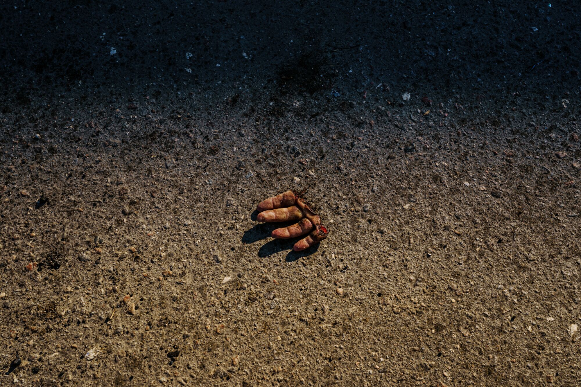 A hand severed at the knuckles sits on the pavement