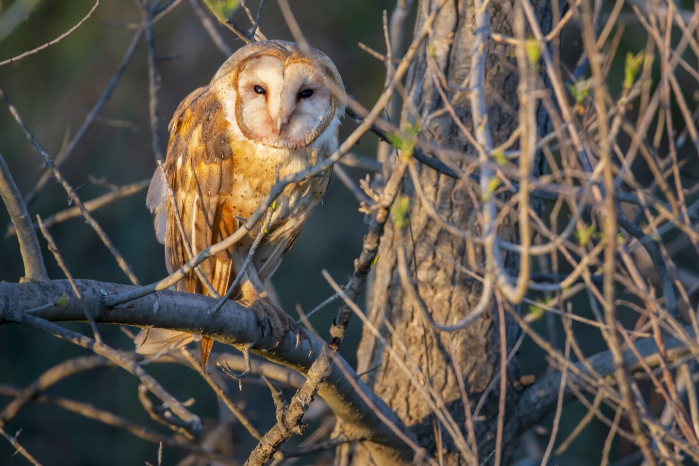 Illuminated by the setting sun, a barn owl prepares for an evening hunt at the Sacramento National Wildlife Refuge.