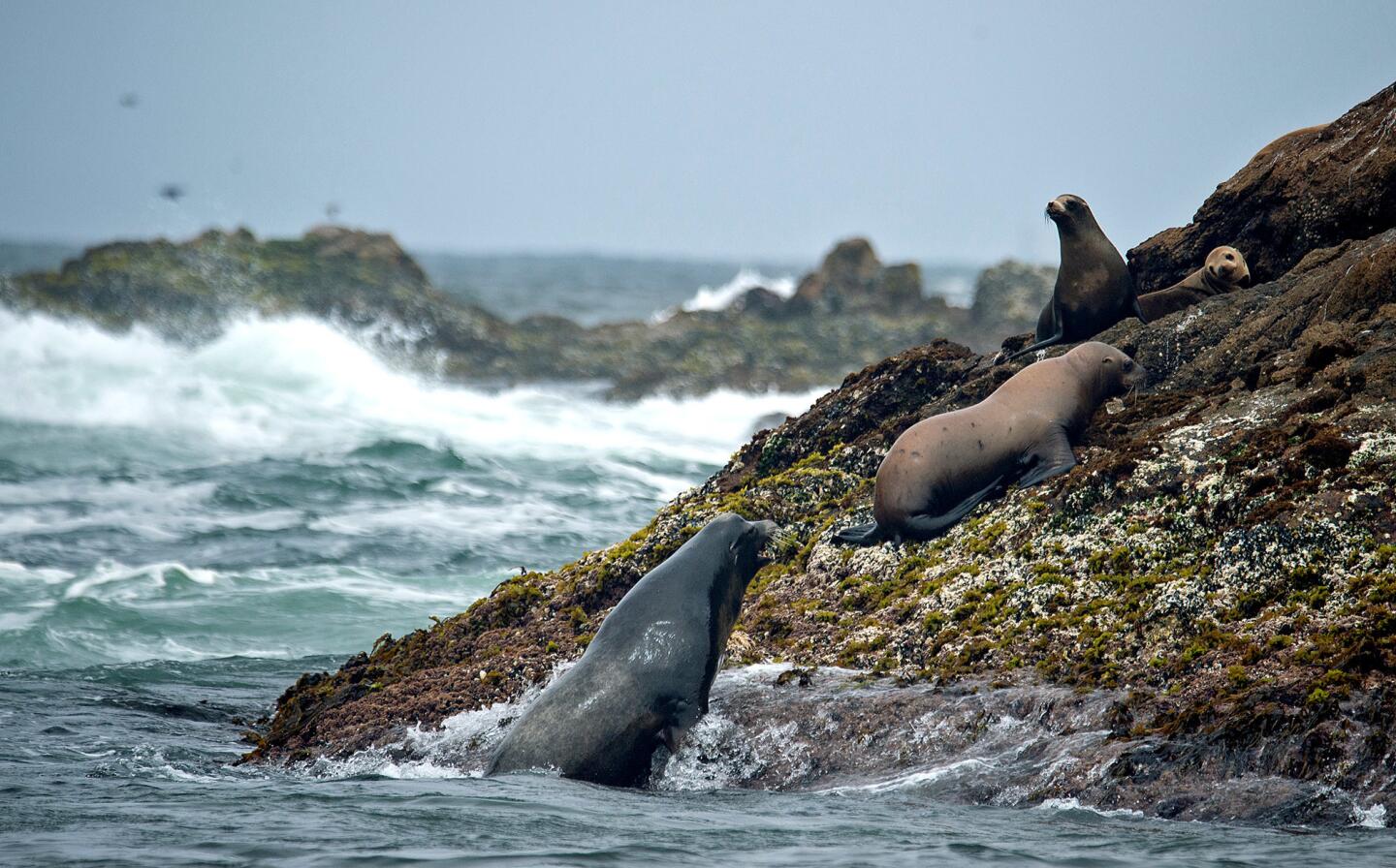 Wildlife thrives on the Farallon Islands — for now