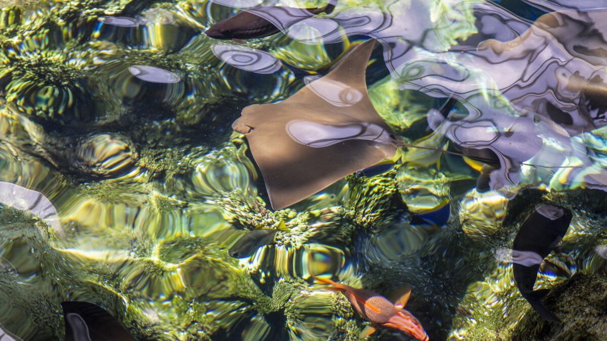 “Every one of our 1,200 volunteers starts their training here with 16 hours of marine biology education,” volunteer director Sean Devereaux said. “We call it ‘Aquarium 101.’”