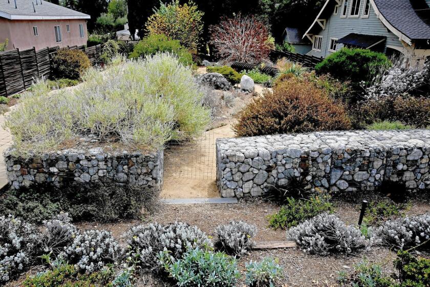 Low-water California native wildflowers and plants, with a gabion made of basketed rocks, frame a decomposed granite garden path in Altadena.