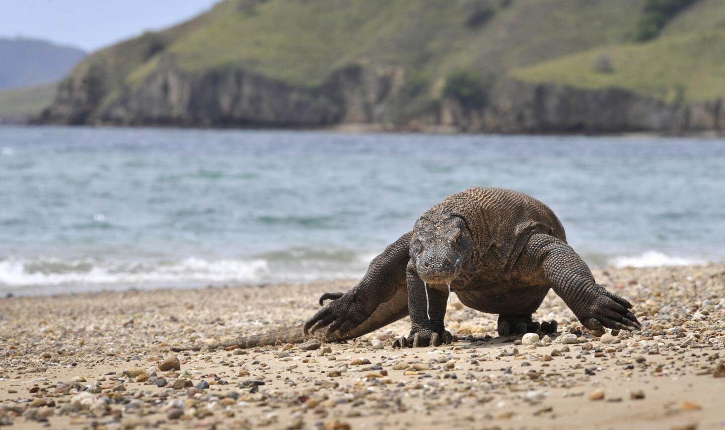 A Komodo dragon roams Komodo island, the largest island in Komodo National Park.