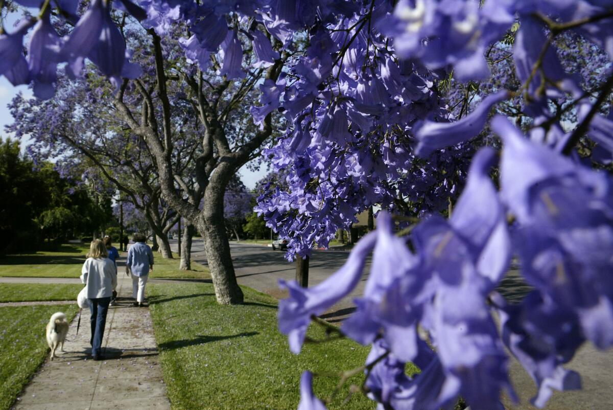 Pedestrians pass under the purple blooms of jacaranda trees.