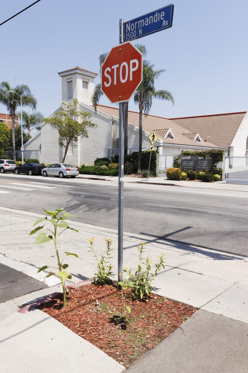 Plants, including milkweed, grow around a stop sign.