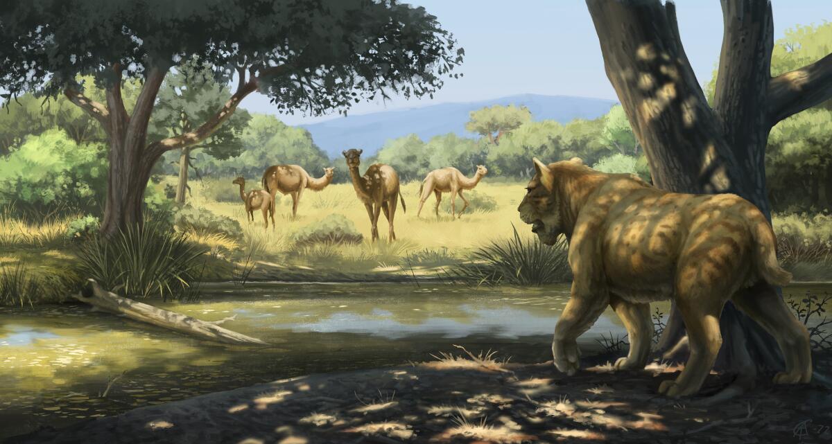 An illustration of a saber-toothed cat stalking American camels in Southern California before both species became extinct.