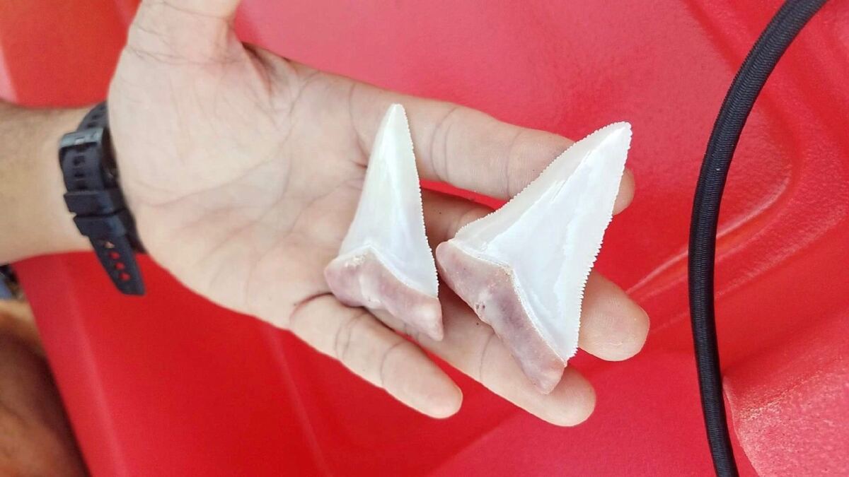 Great White Shark Bites Man S Kayak Leaves Two Teeth Behind