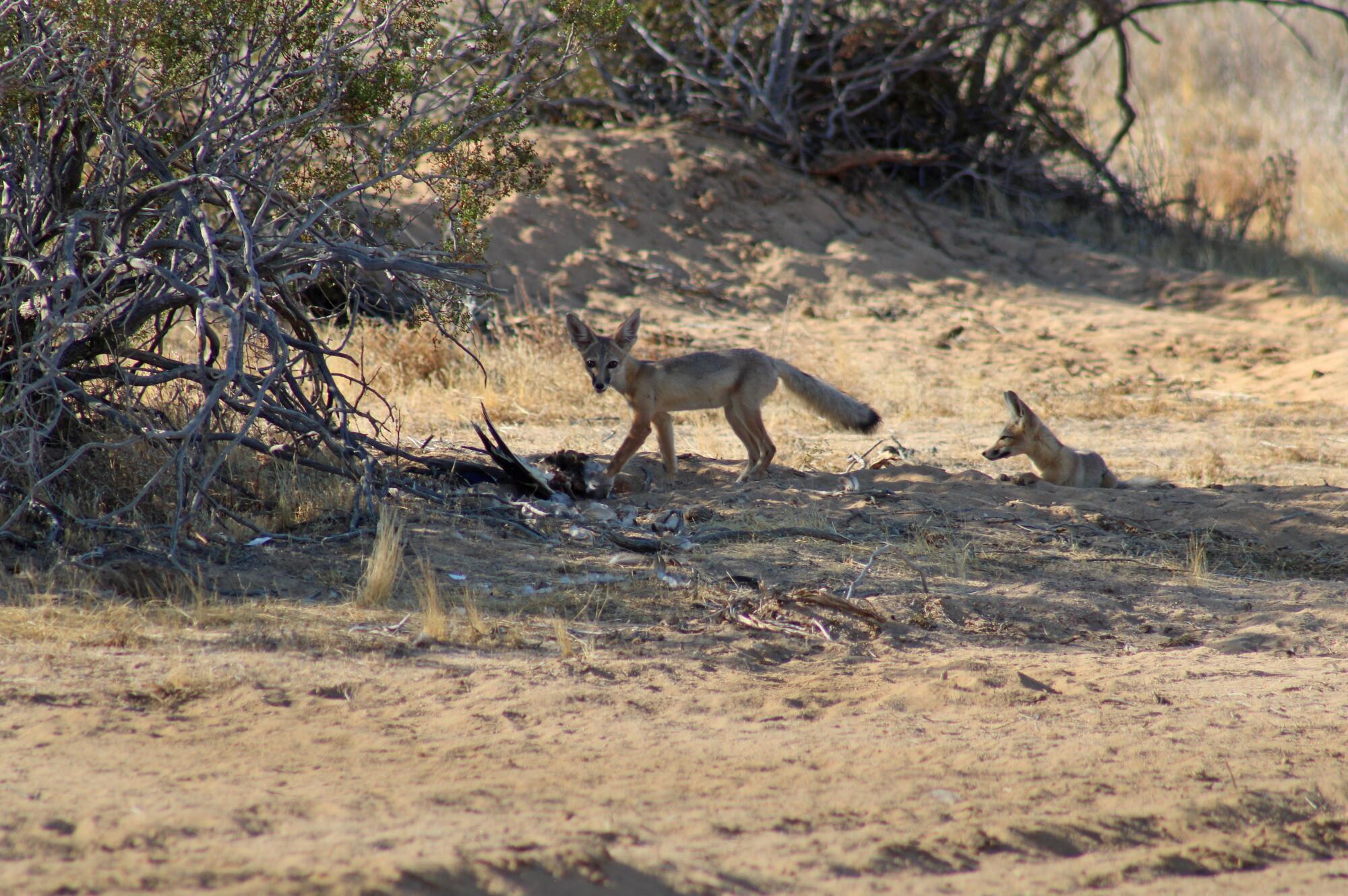 Two kite foxes are seen in the desert. 