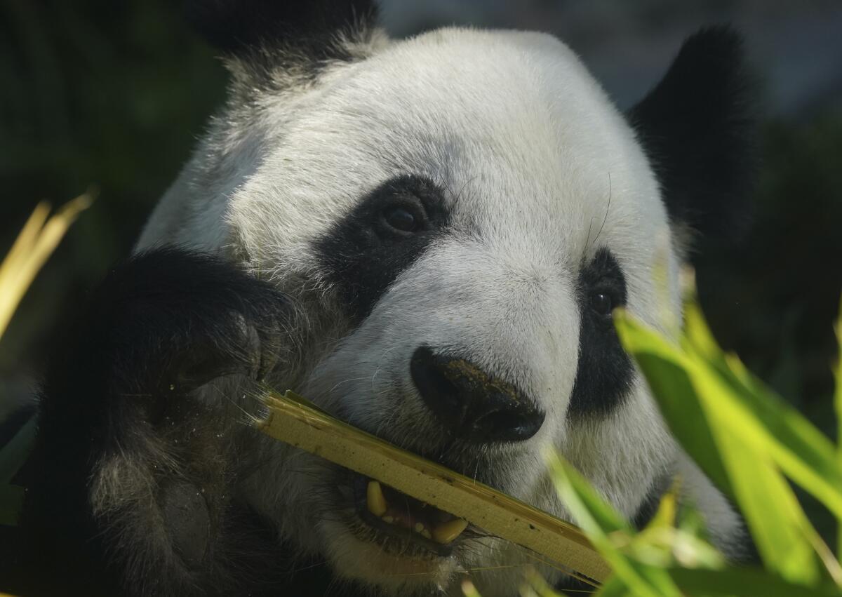 A panda with a bamboo stalk in its teeth