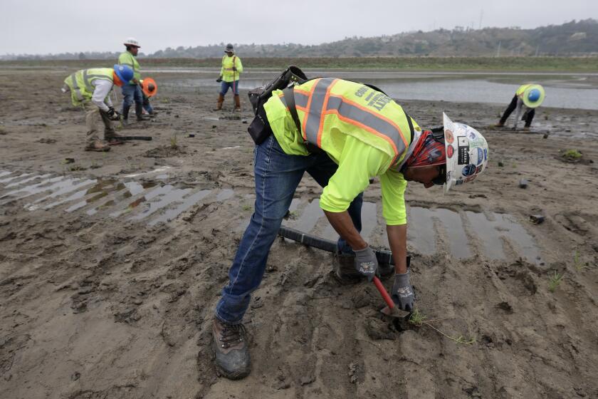 SAN DIEGO, CA - JUNE 06, 2024: Jesus Ortiz and other workers plant native wetland plants at the San Dieguito Lagoon, as part of the final stages of the San Dieguito Lagoon Restoration Project, in San Diego on Thursday, June 06, 2024. (Hayne Palmour IV / For The San Diego Union-Tribune)