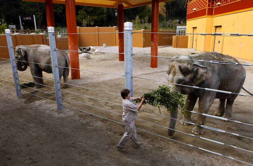 Judge assails Los Angeles Zoo's care of elephants - Los Angeles Times