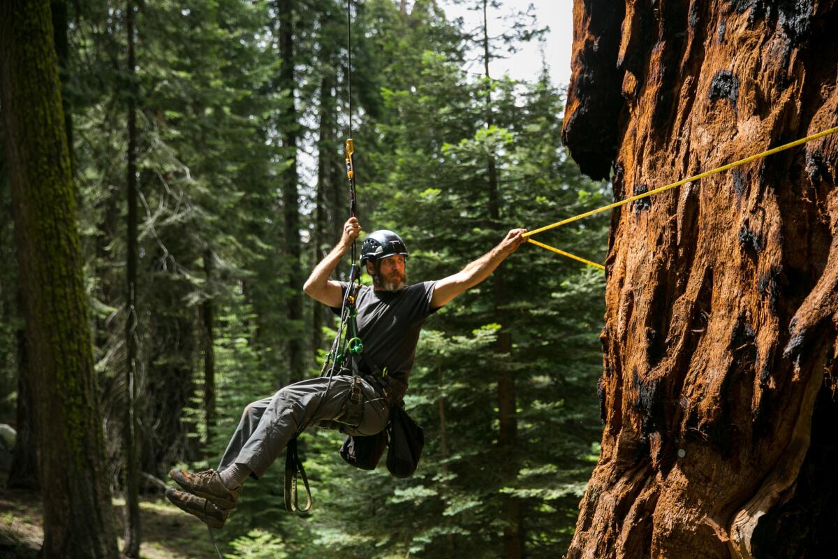 Anthony Ambrose measures the diameter of a sequoia after rigging it for climbing to conduct drought research in Sequoia National Park.