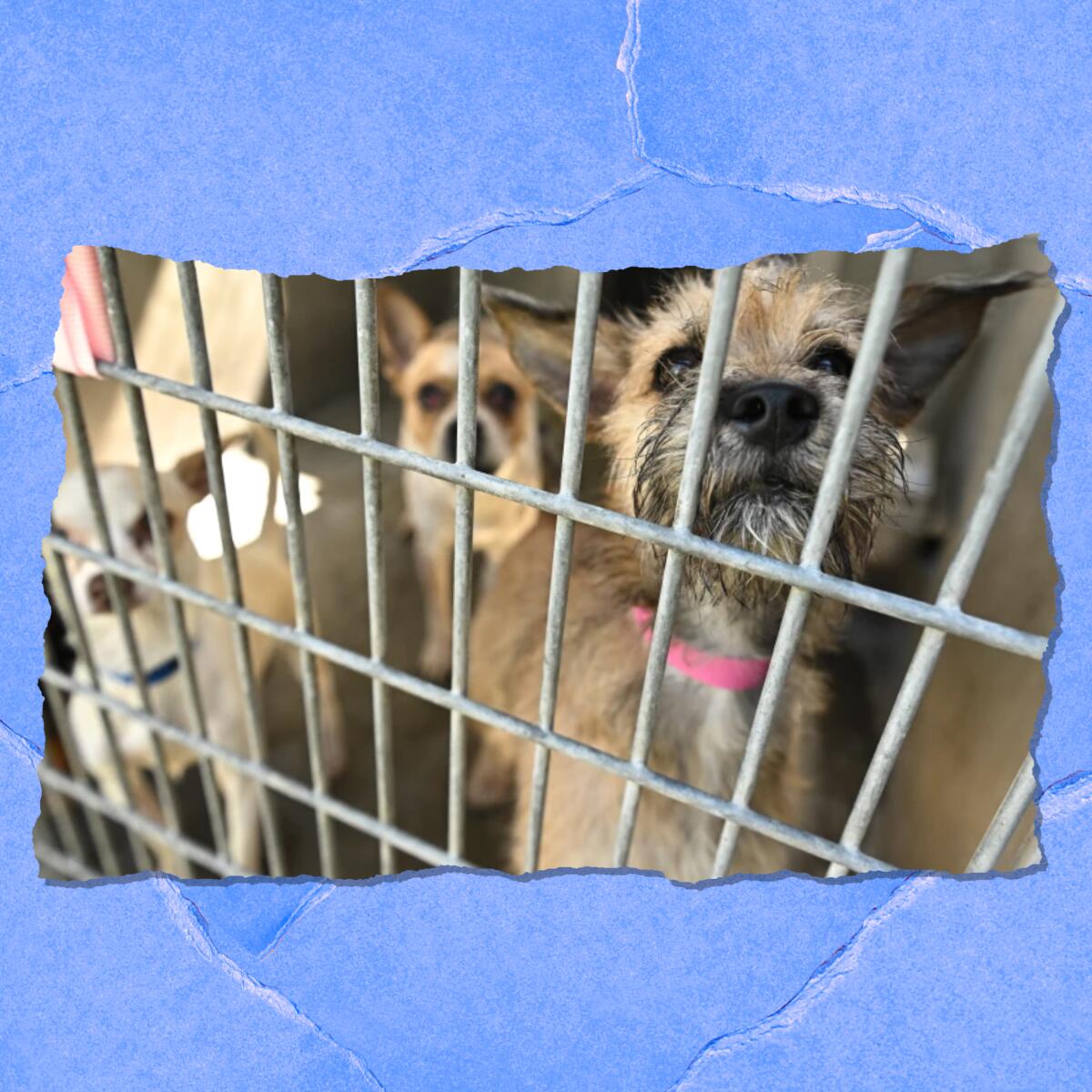 Several dogs look through a cage.