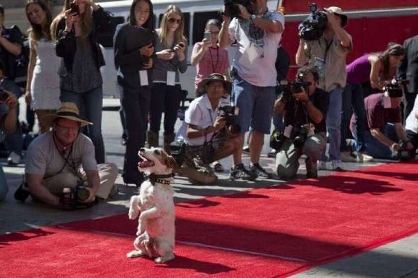Uggie, the captivating canine star of "The Artist," arrives at Grauman's Chinese Theatre to become the first dog to press his paw prints into celebrity cement.