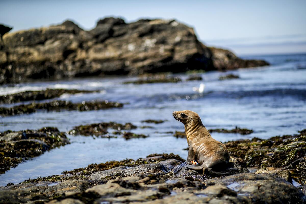A California sea lion yearling 