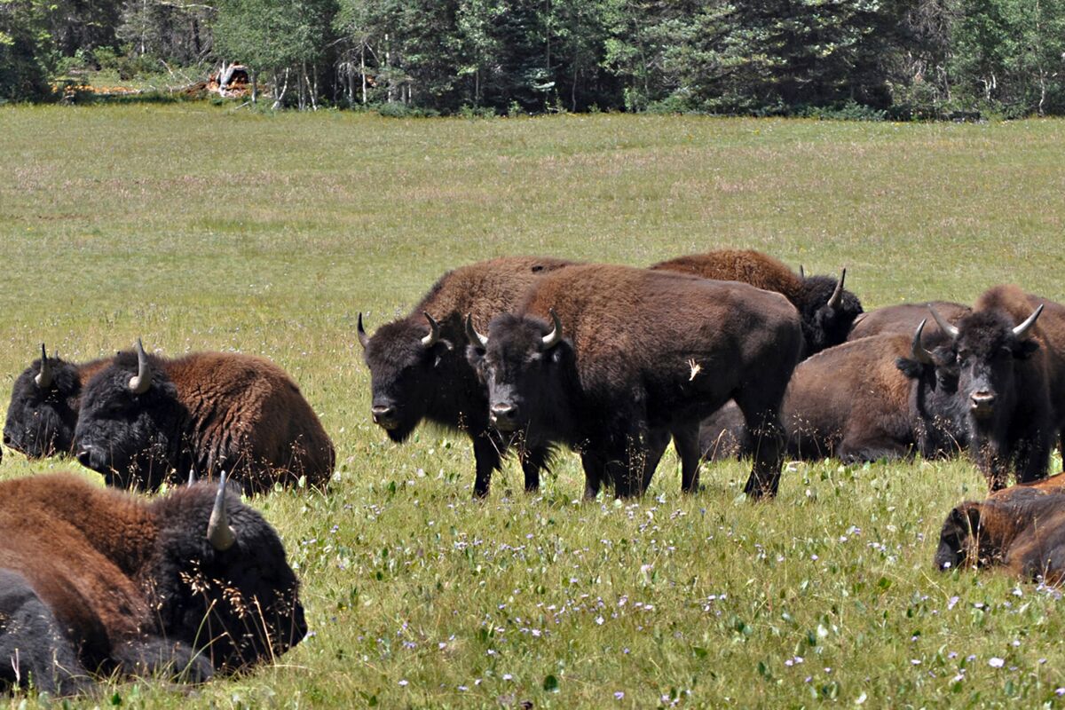 Bison in the Kaibab National Forest, adjacent to the Grand Canyon, in northern Arizona in 2010.