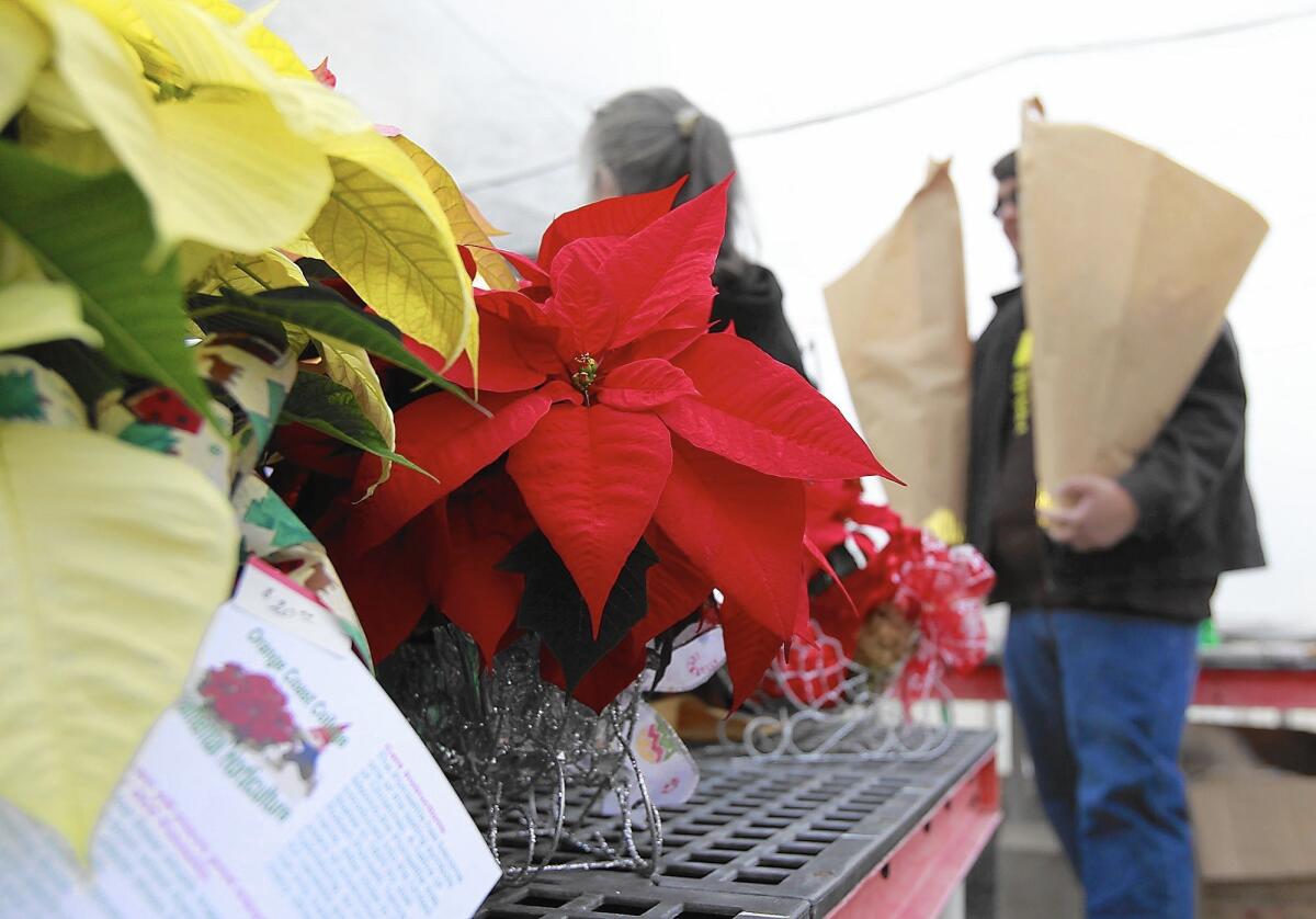 Orange Coast College in Costa Mesa will host its 38th annual poinsettia sale on Friday.