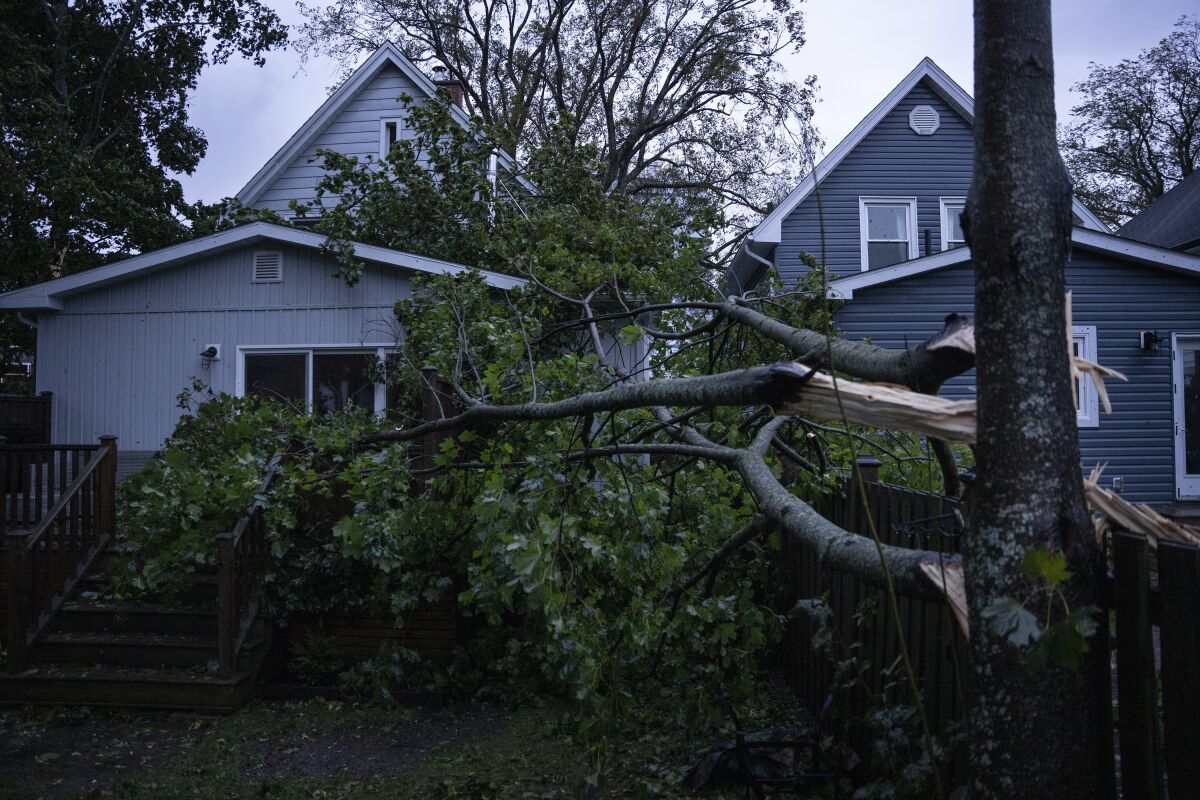 Un árbol caído por los vientos fuertes que trajo la tormenta Fiona 