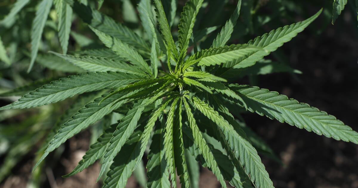 California’s ban on certain hemp products clears early legal challenge