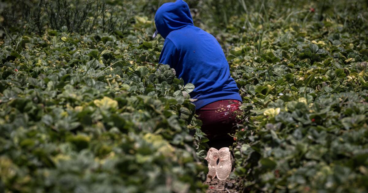 To guard underage farmworkers, California expands oversight of discipline circumstances To guard underage farmworkers, California expands oversight of discipline circumstances