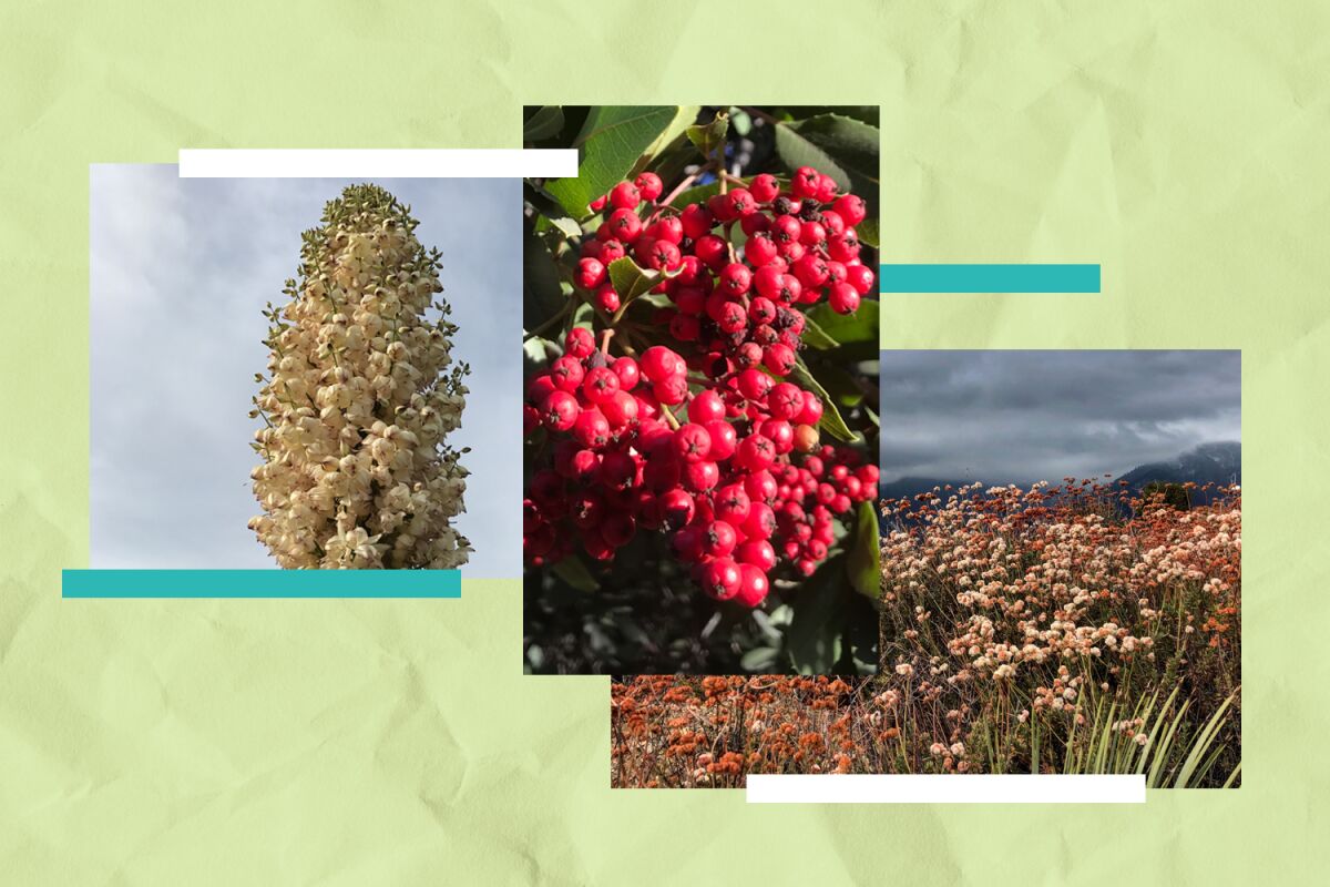. native plants that support California's environment - Los Angeles Times . native plants that support California's environment - Los Angeles Times