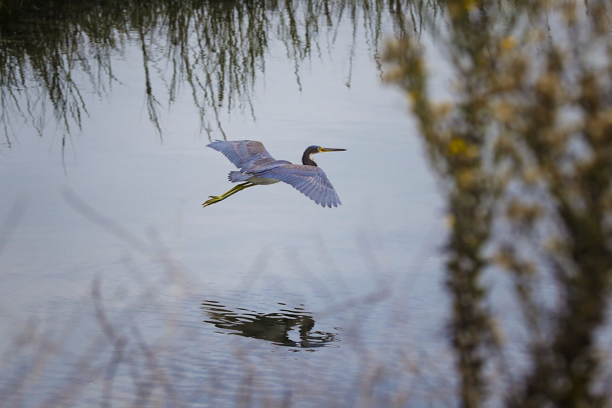 A bird spreads its wings as it flies over glassy water framed by tall grass