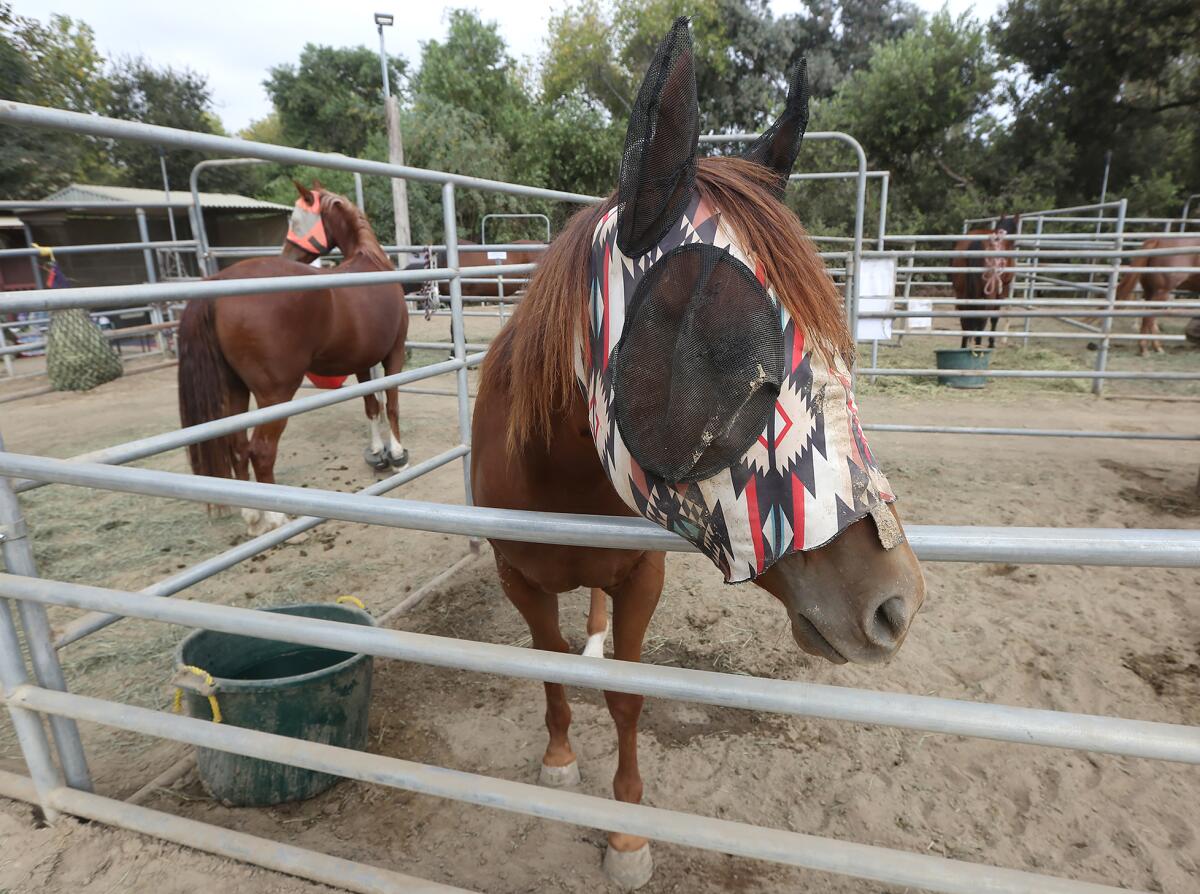 Evacuated horses wearing protective eye masks at Serrano Creek Equestrian in Lake Forest on Thursday.