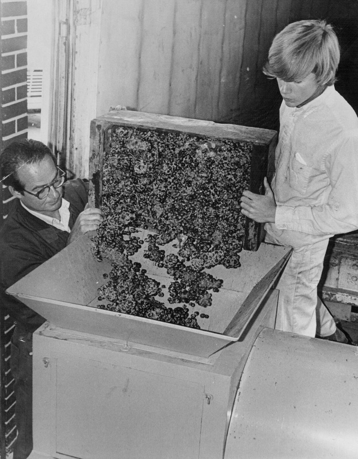 Two people pouring grapes into a hopper.