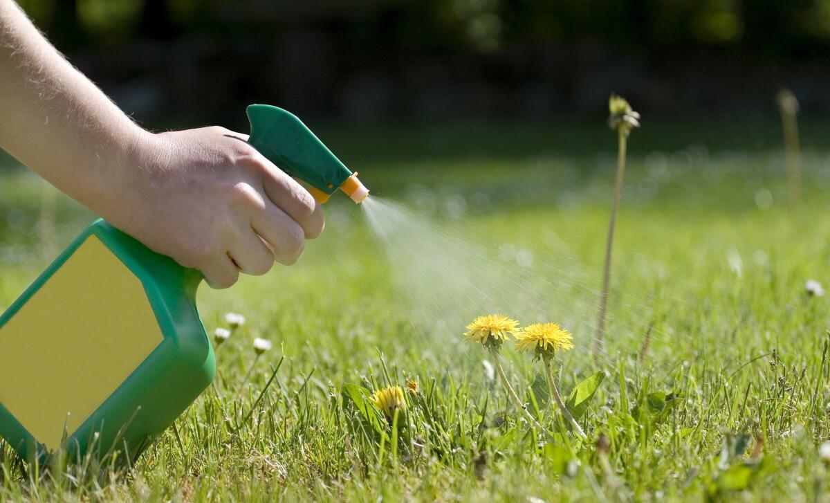 Spraying away dandelions.