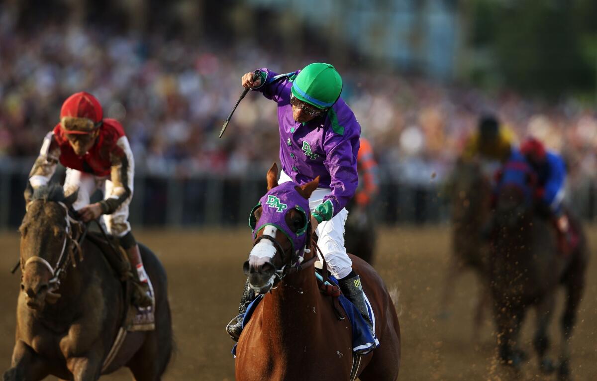 Jockey Victor Espinoza begins to celebrate as he guides California Chrome to the finish line.