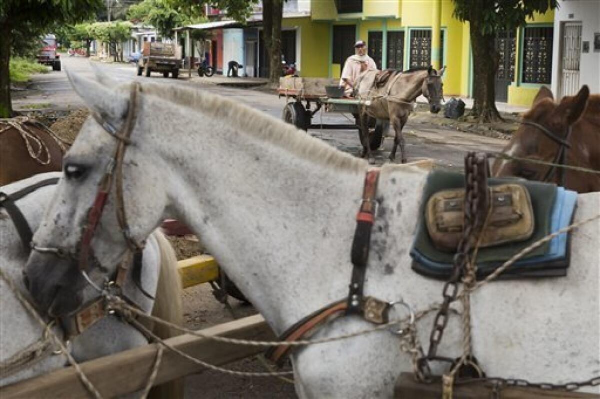 En esta foto del 21 de septiembre del 2016, un carro tirado por caballos se abre paso por una calle de Puerto Rico, al sur de Colombia. La provincia de Caquetá, donde se encuentra Puerto Rico, ha sido durante mucho tiempo un bastión de las Fuerzas Armadas Revolucionarias de Colombia. El líder rebelde y jefe del equipo negociador de las FARC en el proceso de paz, Luciano Marín o “Iván Márquez”, nació en Caquetá.