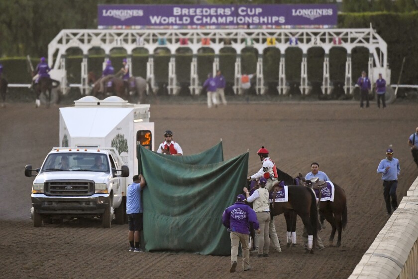 Track workers treat Mongolian Groom after the Breeders' Cup Classic horse race at Santa Anita.
