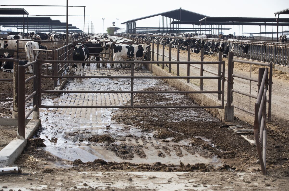 Cows stand in pens.