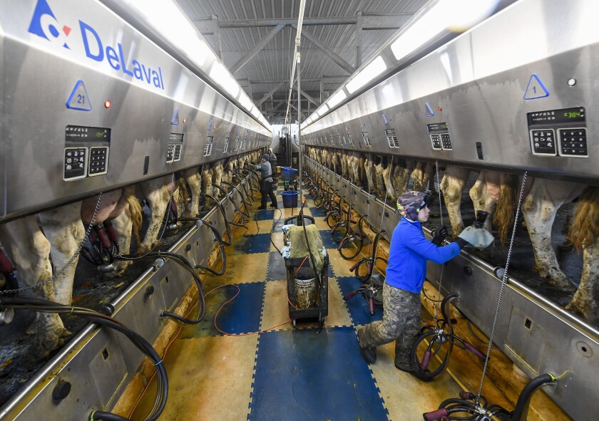 Farm workers milk dairy cows in the milking parlor at the Welcome Stock Farms Tuesday, Jan. 25, 2022, in Schuylerville, N.Y. New York state is now looking at lowering the farm worker overtime threshold from 60 hours a week. Some workers and their advocates say the change would bring long-delayed justice to agricultural workers in New York. But the prospect is alarming farmers. (AP Photo/Hans Pennink)