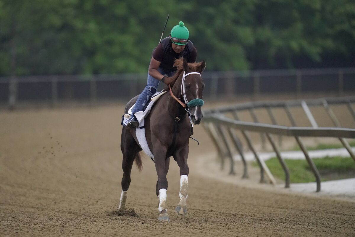 Preakness entrant Secret Oath, with Exercise rider Oscar Quevedo, gallops during a morning workout 