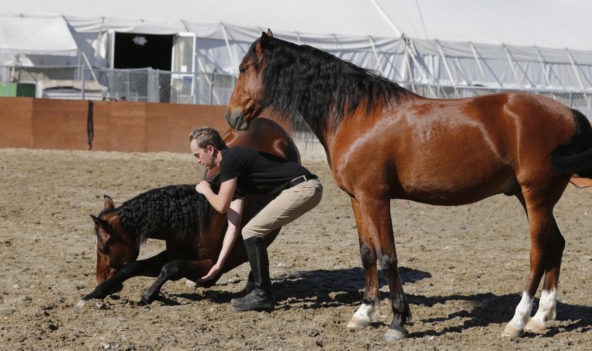 Trainer and artist Steven Paulson specializes in a segment of the show that involves letting the horses run loose while at the same time encouraging them to move in tandem.