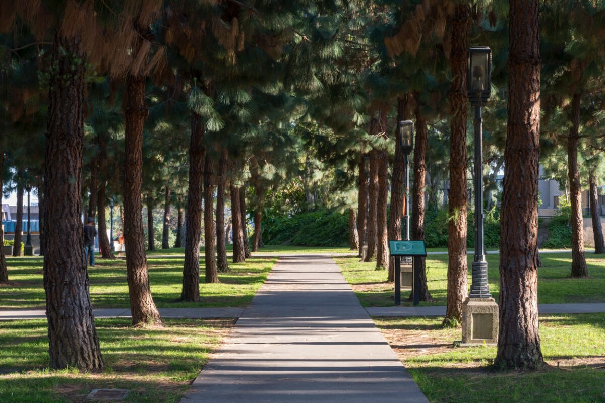 The pine grove at Barnsdall Art Park.