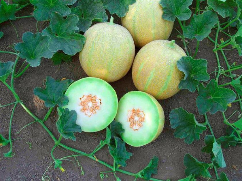 Vista de unos melones que esperan ser cultivados. EFE/ARCHIVO