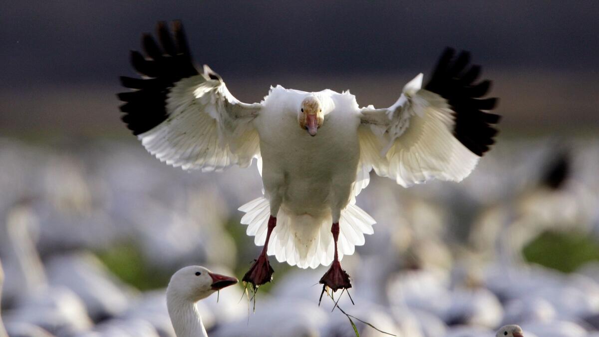 A snow goose comes in for a landing.