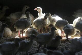 FILE - Turkeys stand in a barn on turkey farm near Manson, Iowa on Aug. 10, 2015. A Colorado prison inmate has tested positive for bird flu in the first confirmed case of a human being infected with the disease that has resulted in the death of millions of chickens and turkeys. The U.S. Centers for Disease Control and Prevention said Thursday, April 28, 2022, that the man who tested positive had been in a pre-release program and was helping removing chickens from an infected farm. (AP Photo/Charlie Neibergall, File)