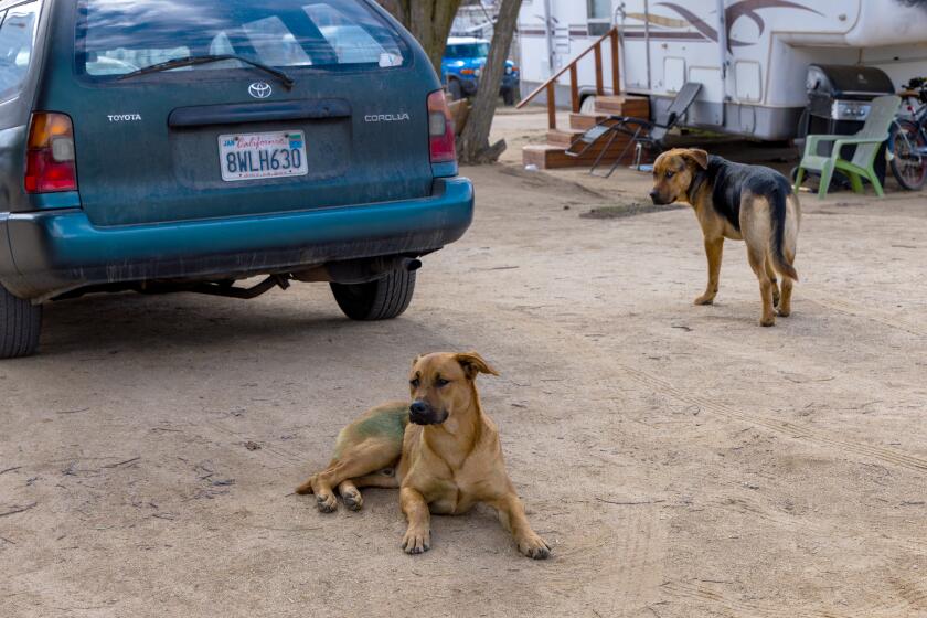 AGUANGA, CA - DECEMBER 20: Riverside animal control officer Harvey Beck, attending to a call of unleashed dogs attacking other dogs, had to use pepper spray gel on them when they charged at him at Bradford Run RV park on Wednesday, Dec. 20, 2023 in Aguanga, CA. (Irfan Khan / Los Angeles Times)