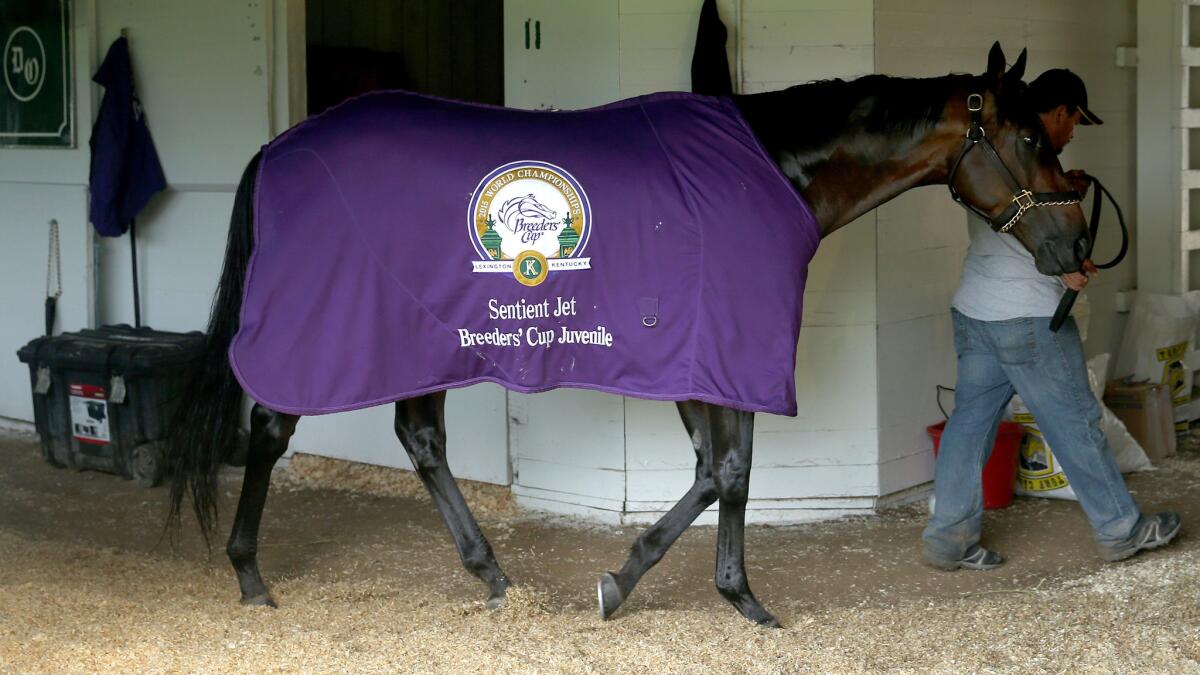 Nyquist walks through a barn at Churchill Downs before a morning workout Sunday.