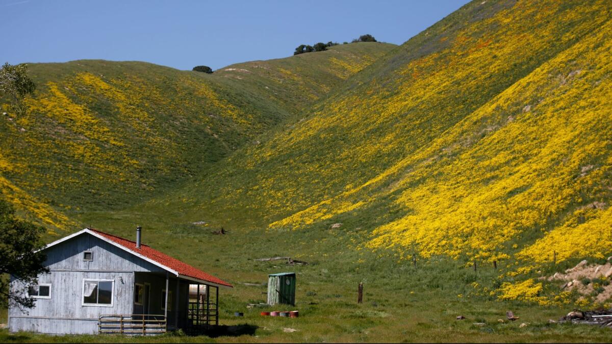 Wildflowers are booming at Carrizo Plain National Monument, about a three-hour drive northwest of Los Angeles.