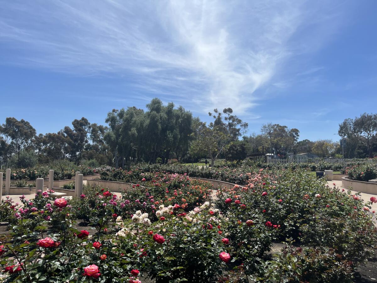 The Inez Grant Parker Memorial Rose Garden in full bloom in mid-April.