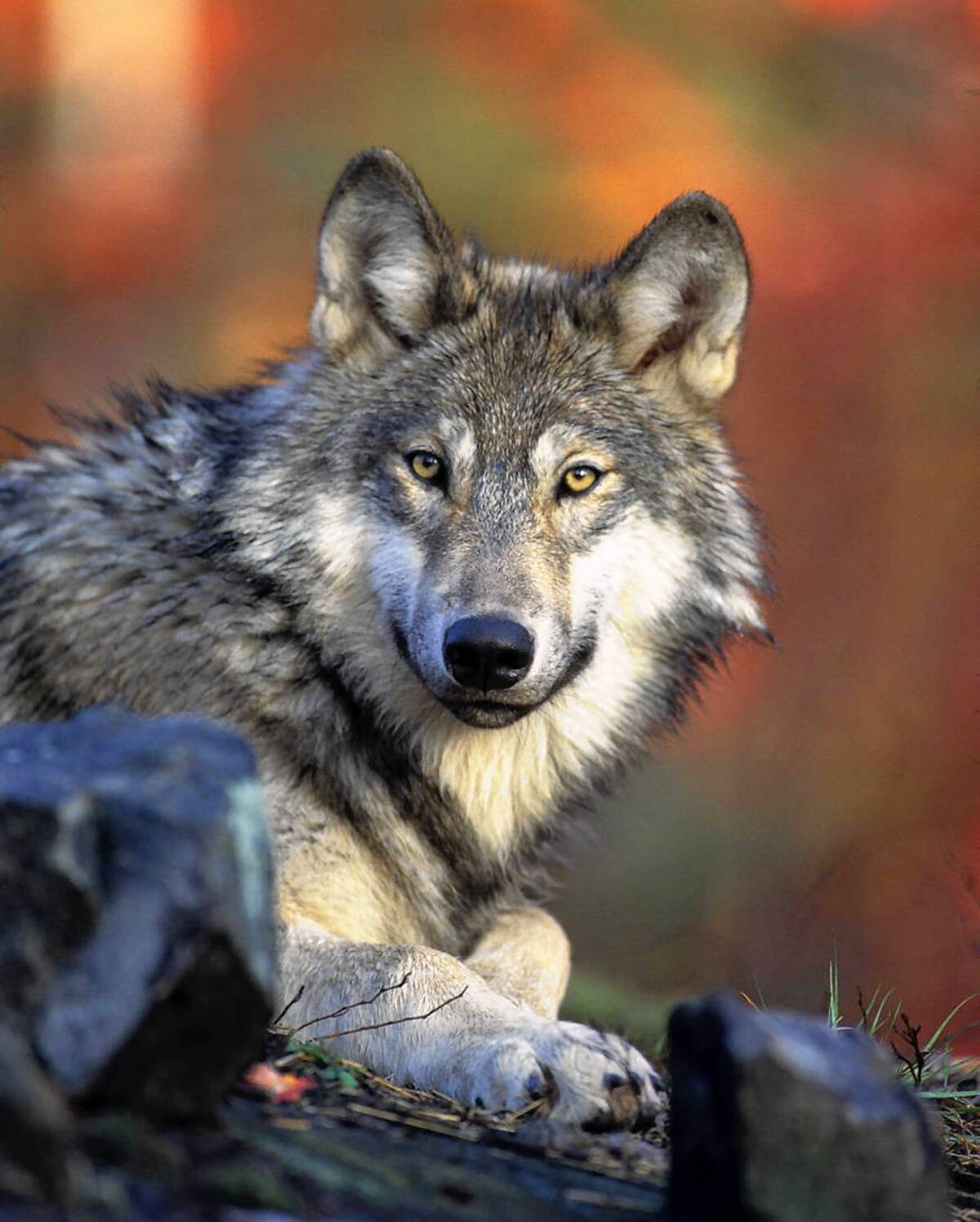 In removing federal protection for gray wolves, the U.S. would leave their management up to individual states.