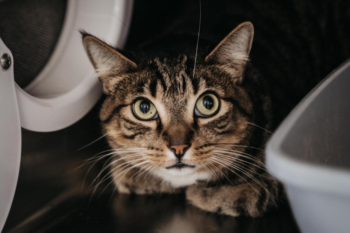 Tate, 6-year-old tabby cat wants to be adopted.