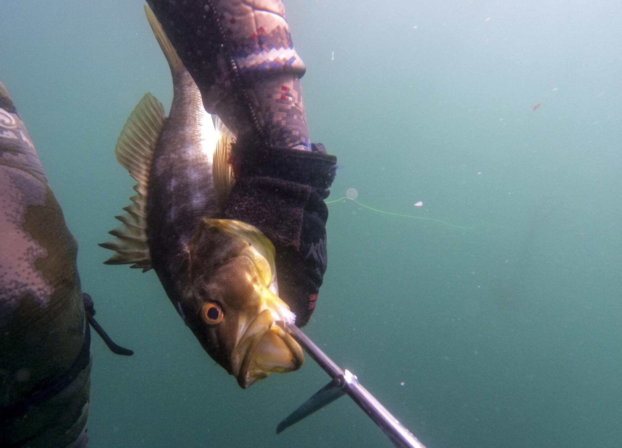 La pesca submarina y los océanos: aguas a las que vas, peces que encuentras